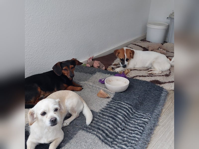 Lustige MONA sucht eine liebevolle Familie