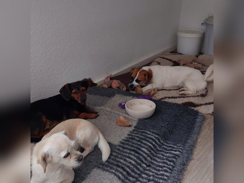 Lustige MONA sucht eine liebevolle Familie