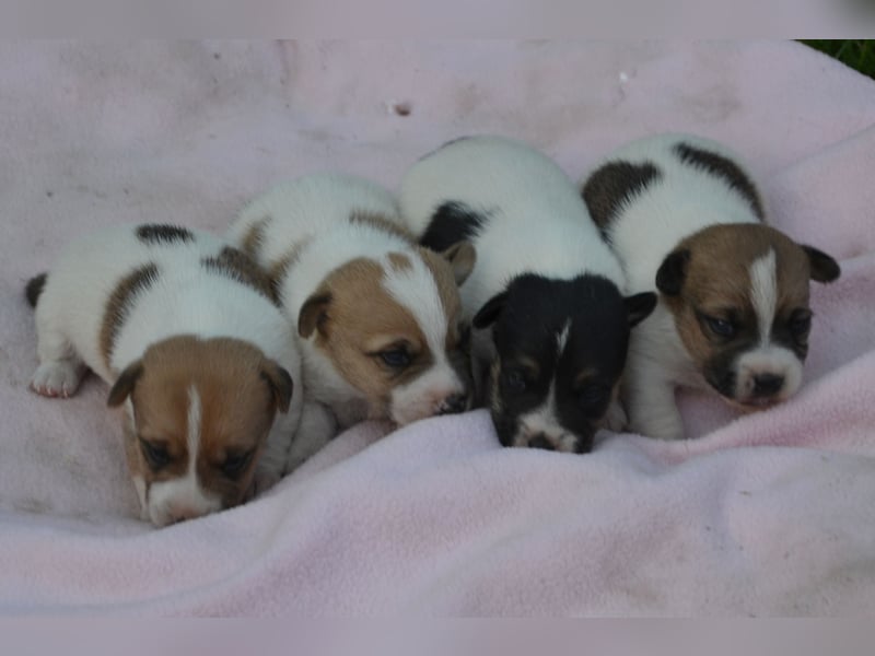 Jack Russell Welpen