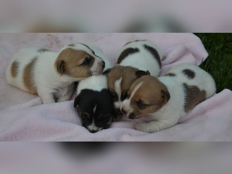 Jack Russell Welpen