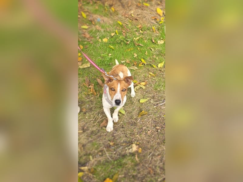 Jacko ein toll erzogenes Kerlchen