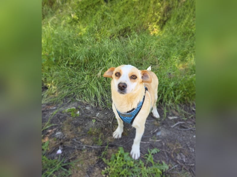 Jack Russel Terrier Mix Jackie