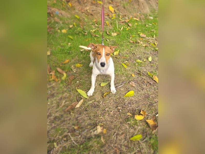 Jacko ein toll erzogenes Kerlchen