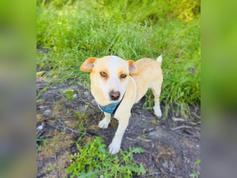 Jack Russel Terrier Mix Jackie
