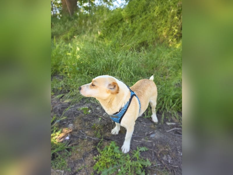 Jack Russel Terrier Mix Jackie