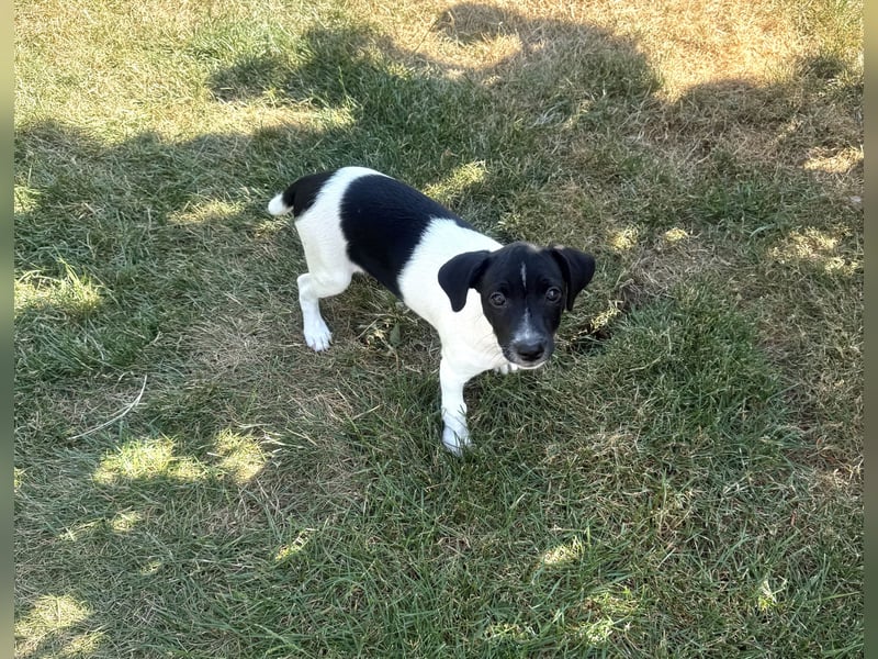 Robbie eine Schmusebärchen