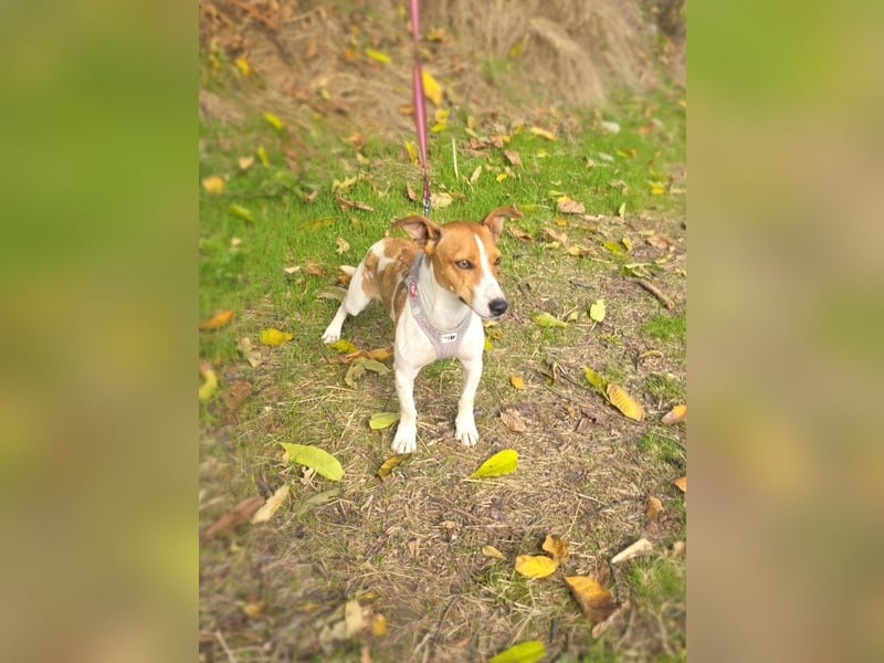 Jacko ein toll erzogenes Kerlchen