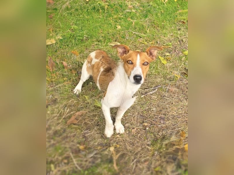 Jacko ein toll erzogenes Kerlchen