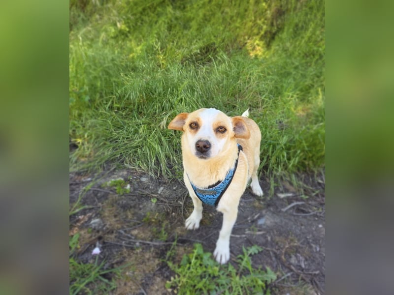 Jack Russel Terrier Mix Jackie