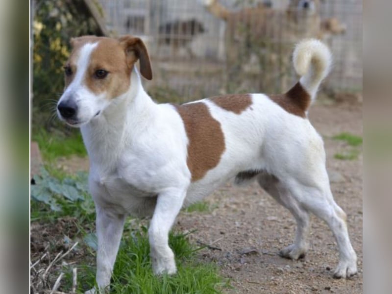 Oly - junger aktiver Jack Russel Mischling auf der Suche nach seinem Zuhause