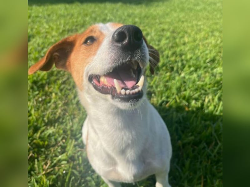 Oly - junger aktiver Jack Russel Mischling auf der Suche nach seinem Zuhause