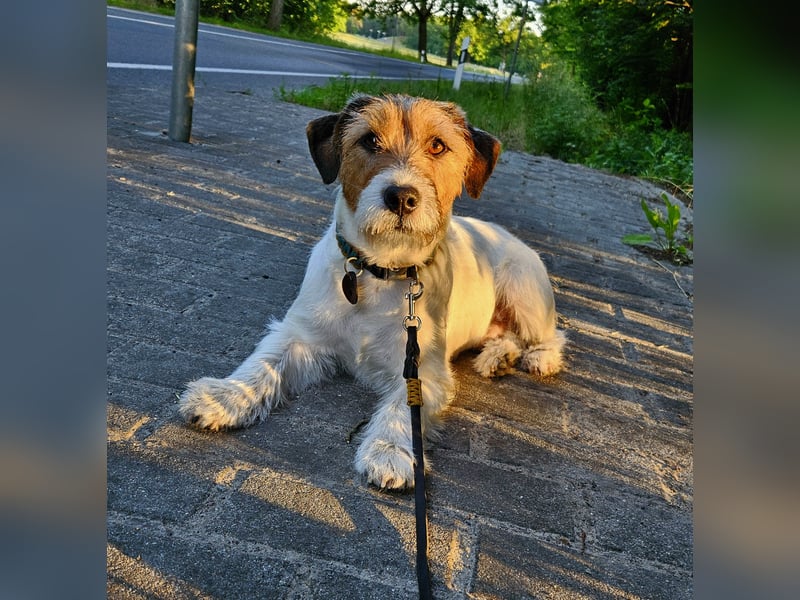 Jack Russell Terrier Deckrüde