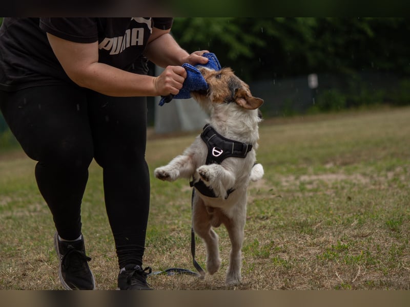Exklusiver Jack Russell Terrier-Deckrüde (FCI)