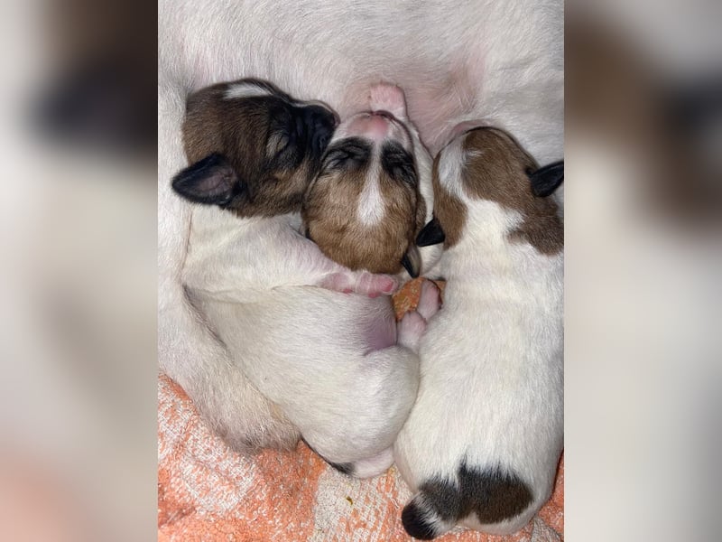 Jack Russell Terrier Deckrüde