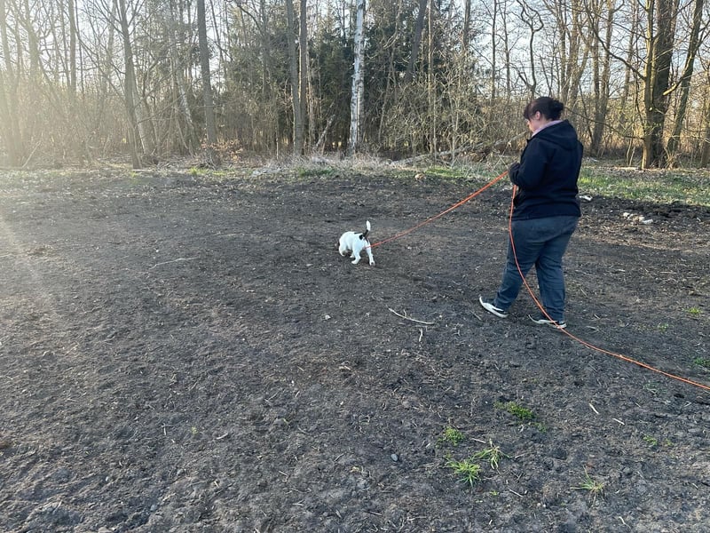 Jack Russell Terrier Deckrüde