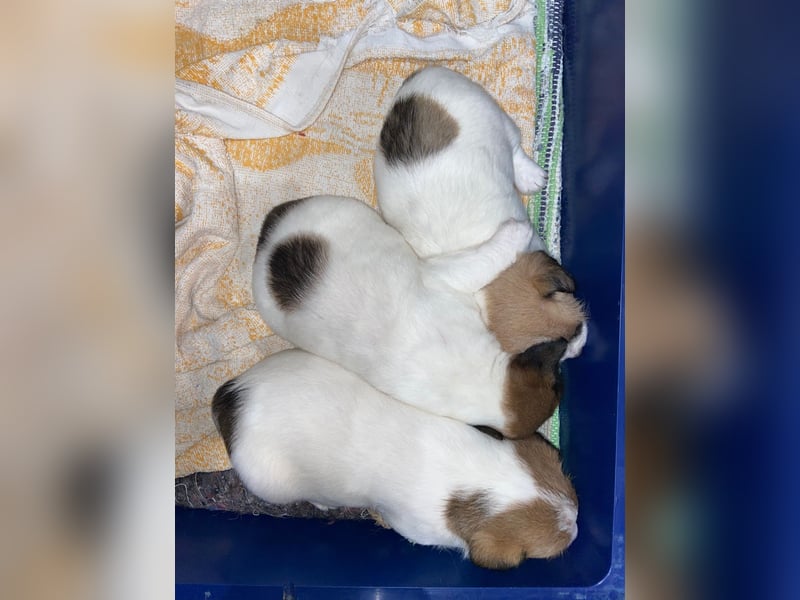 Jack Russell Terrier Deckrüde