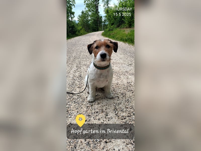 Jack Russell Terrier Deckrüde