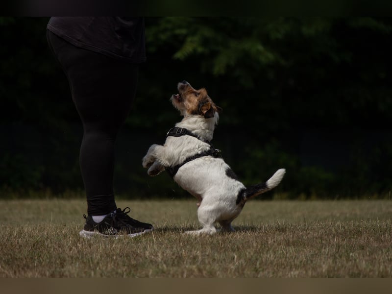 Exklusiver Jack Russell Terrier-Deckrüde (FCI)
