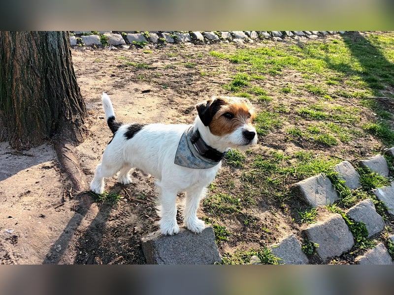 Jack Russell Terrier Deckrüde