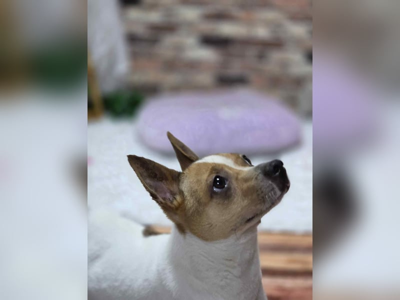 kleiner Rüde sucht sein Glück Jack Russel 2 Jahre, 7kg,