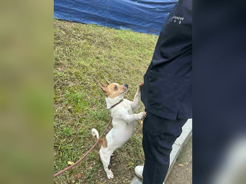 kleiner Rüde sucht sein Glück Jack Russel 2 Jahre, 7kg,