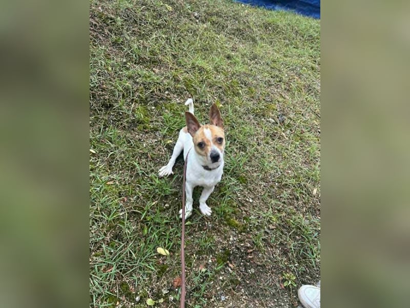 kleiner Rüde sucht sein Glück Jack Russel 2 Jahre, 7kg,