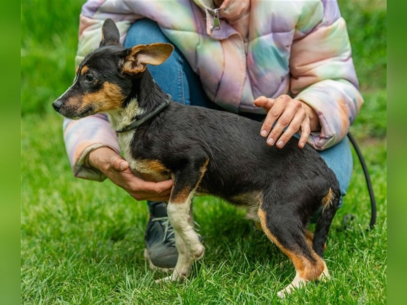 Bambi von kettenlos