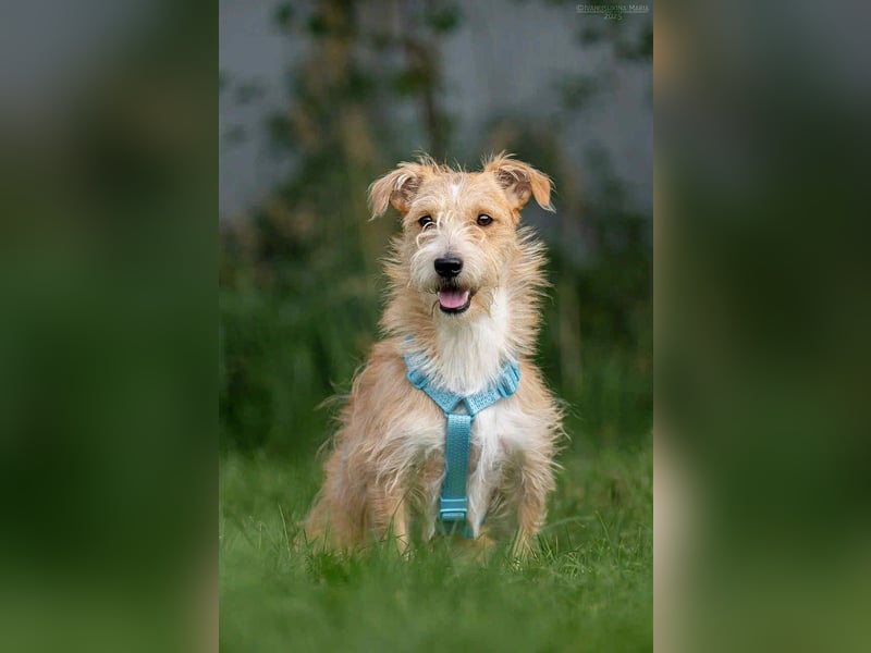 Toller Garik sucht liebevolles Zuhause