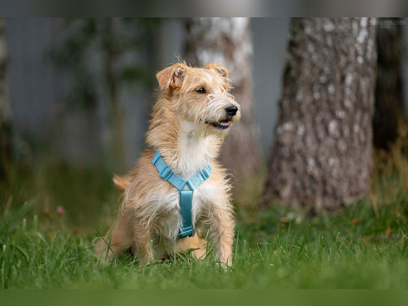 Toller Garik sucht liebevolles Zuhause