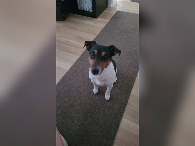 Jack Russell Deckrüde