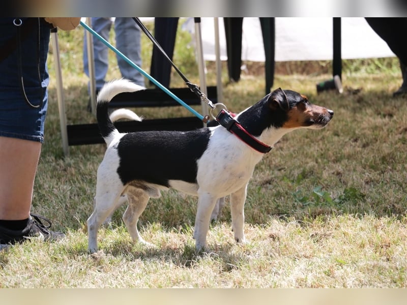 Jack Russell Deckrüde