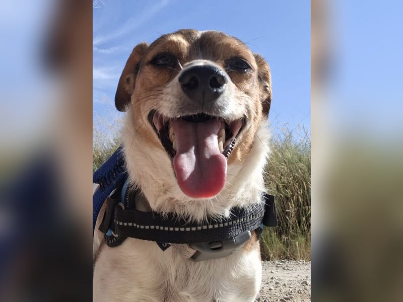 ROCKY- menschenbezogen und behütet war sein Leben, jetzt auf der Suche nach neuer Familie