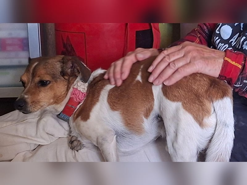 ROCKY- menschenbezogen und behütet war sein Leben, jetzt auf der Suche nach neuer Familie