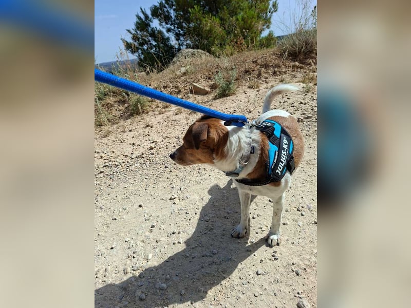 ROCKY- menschenbezogen und behütet war sein Leben, jetzt auf der Suche nach neuer Familie