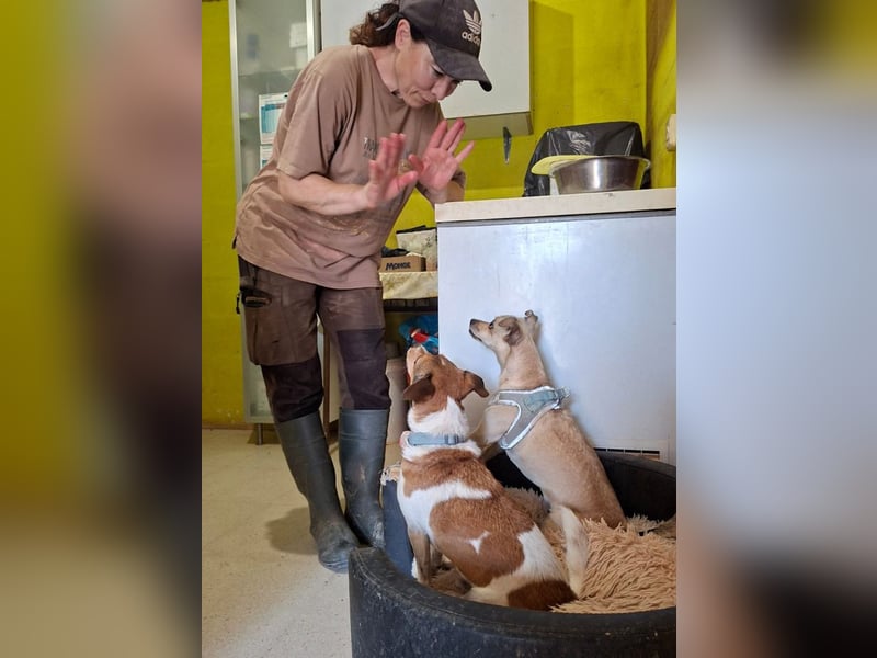 ROCKY- menschenbezogen und behütet war sein Leben, jetzt auf der Suche nach neuer Familie
