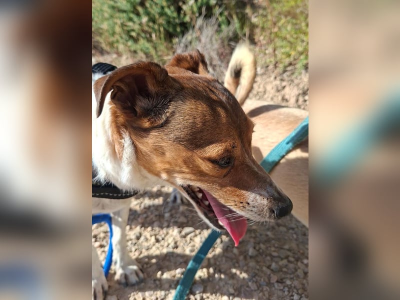 ROCKY- menschenbezogen und behütet war sein Leben, jetzt auf der Suche nach neuer Familie