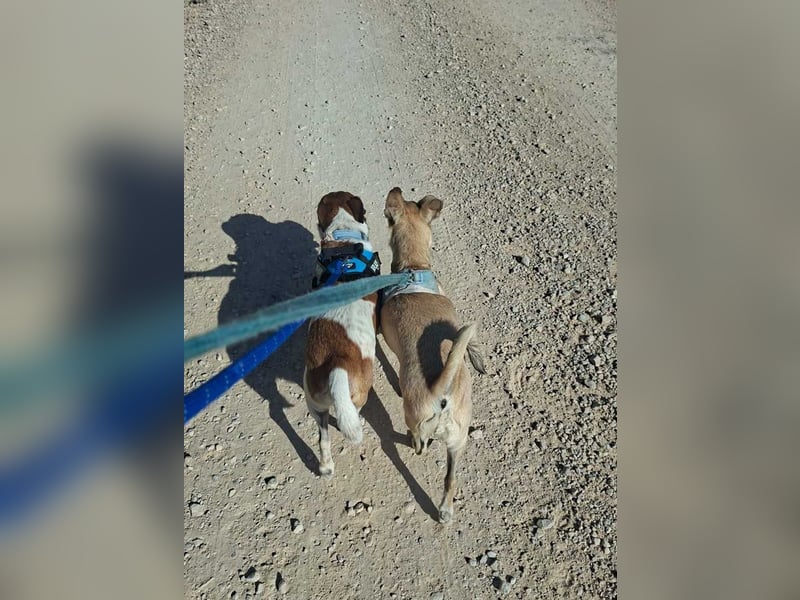 ROCKY- menschenbezogen und behütet war sein Leben, jetzt auf der Suche nach neuer Familie