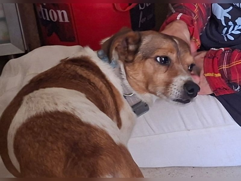 ROCKY- menschenbezogen und behütet war sein Leben, jetzt auf der Suche nach neuer Familie