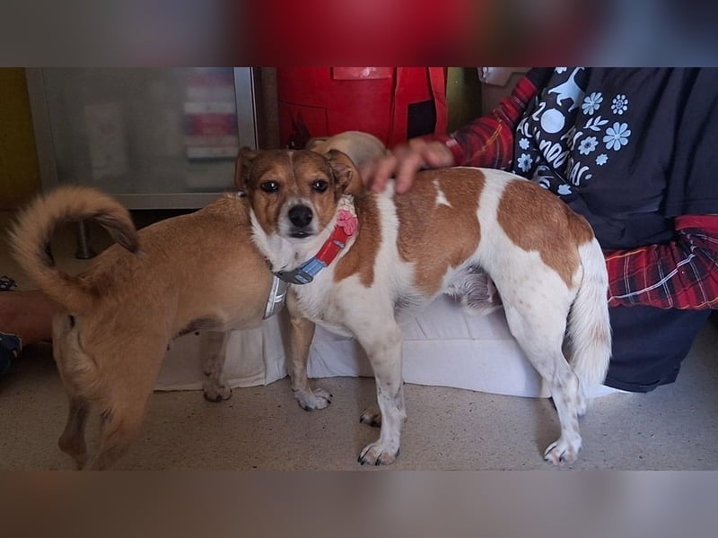 ROCKY- menschenbezogen und behütet war sein Leben, jetzt auf der Suche nach neuer Familie