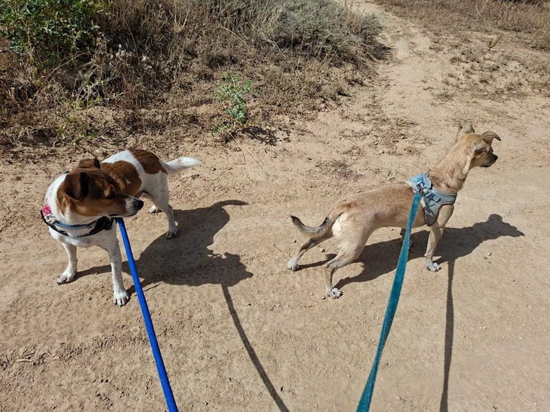 ROCKY- menschenbezogen und behütet war sein Leben, jetzt auf der Suche nach neuer Familie