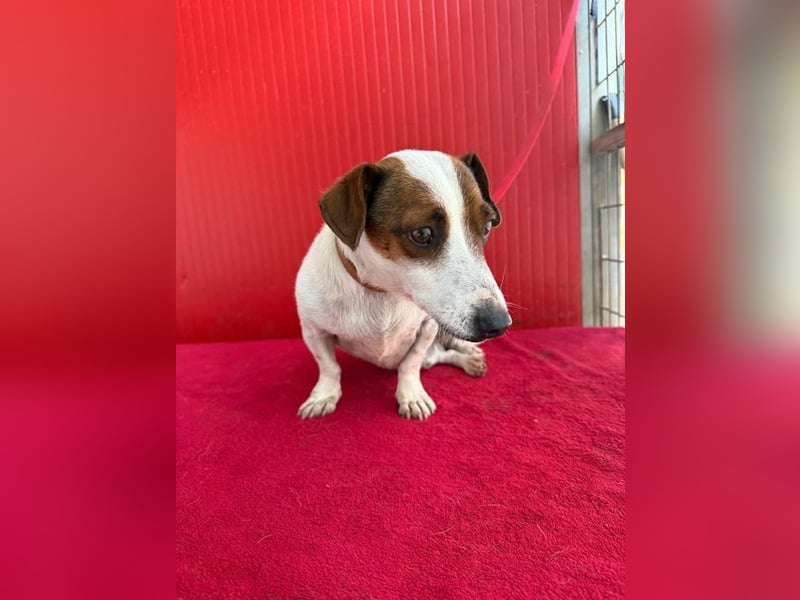 Guszti, Jack-Russel-Mix, Rüde, geb. am 21.07.2018, 26 cm
