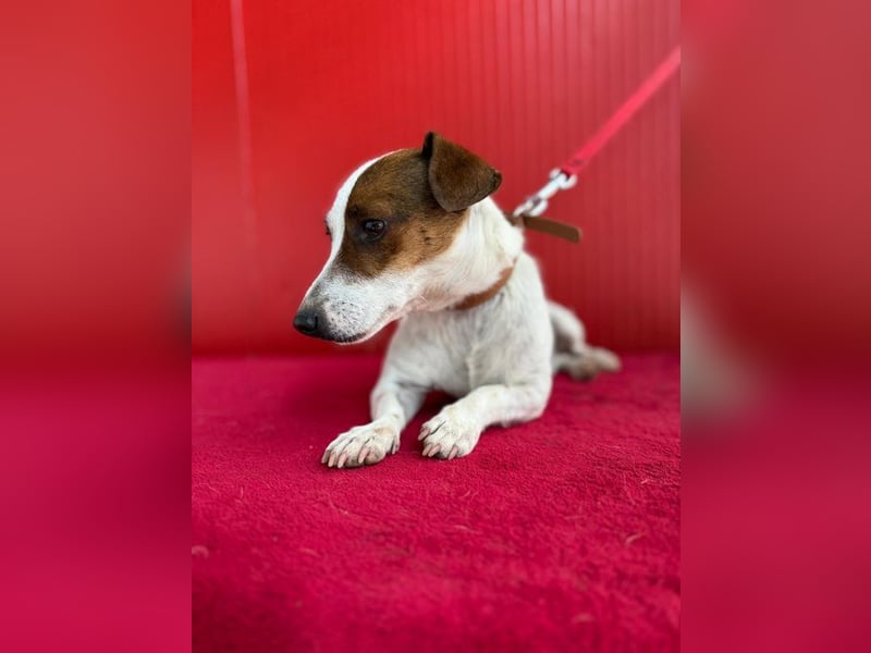Guszti, Jack-Russel-Mix, Rüde, geb. am 21.07.2018, 26 cm