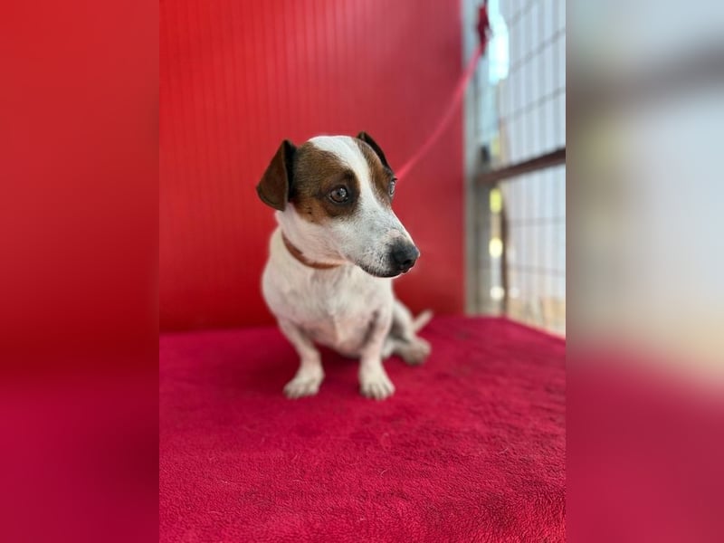 Guszti, Jack-Russel-Mix, Rüde, geb. am 21.07.2018, 26 cm