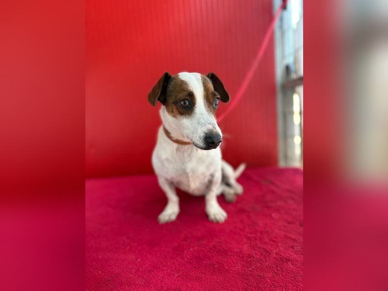Guszti, Jack-Russel-Mix, Rüde, geb. am 21.07.2018, 26 cm