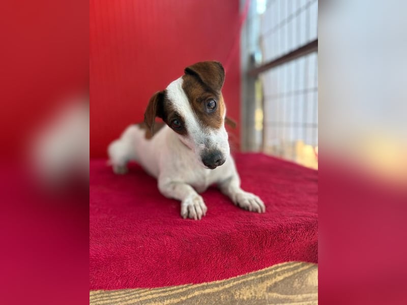Guszti, Jack-Russel-Mix, Rüde, geb. am 21.07.2018, 26 cm