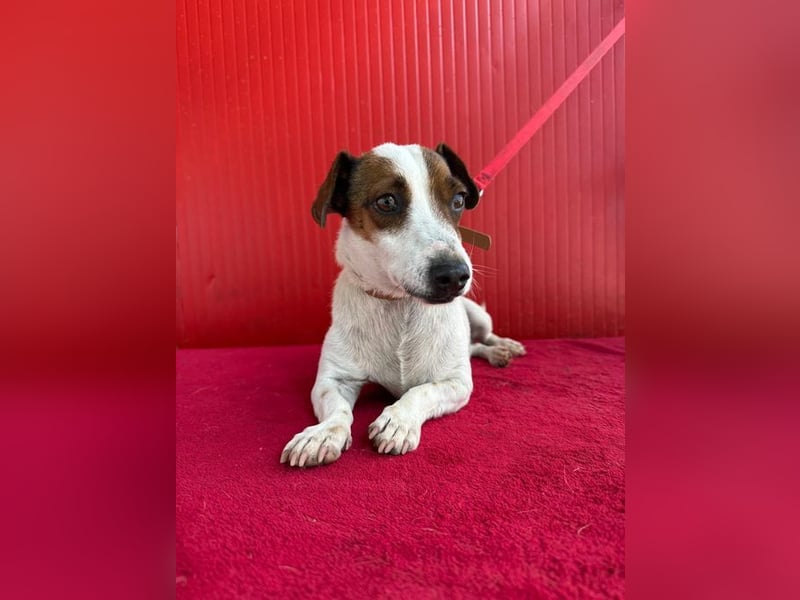 Guszti, Jack-Russel-Mix, Rüde, geb. am 21.07.2018, 26 cm