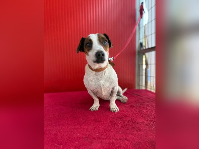 Guszti, Jack-Russel-Mix, Rüde, geb. am 21.07.2018, 26 cm