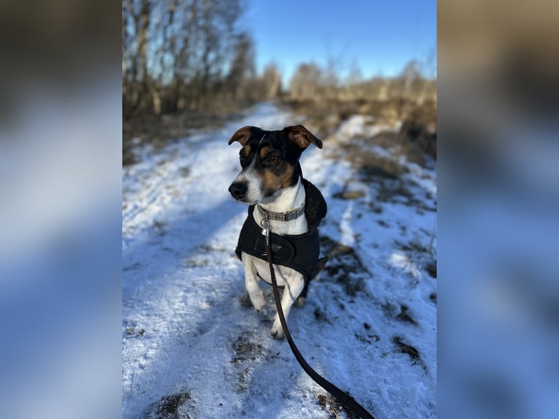 Jack Russel Terrier Deckrüde - Tricolor