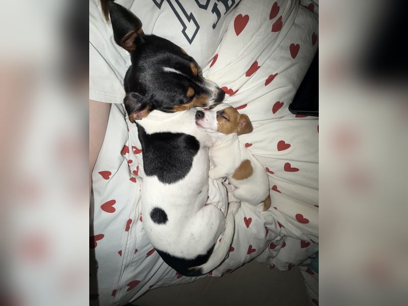 Jack Russel Terrier Deckrüde - Tricolor