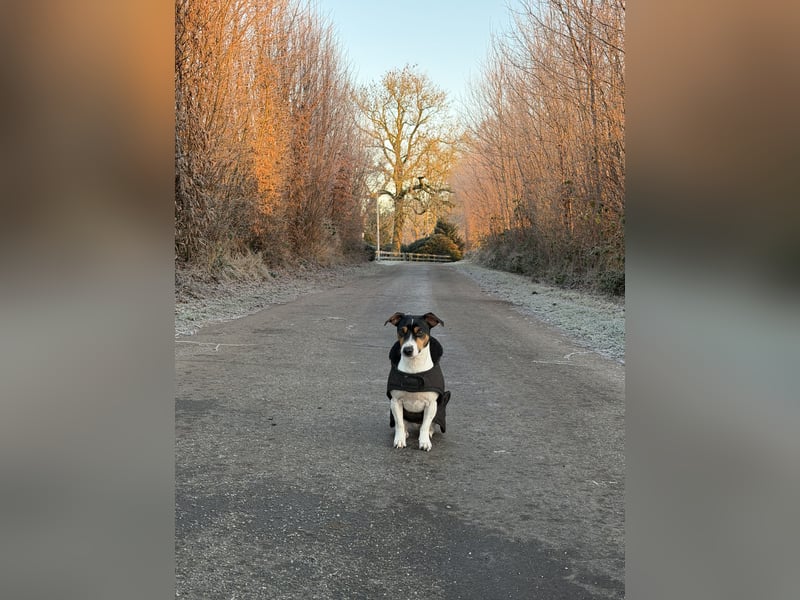 Jack Russel Terrier Deckrüde - Tricolor